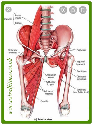 Hips and their Muscle Issues