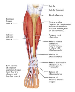 shine splints